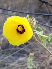 Hibiscus austrinus austrinus