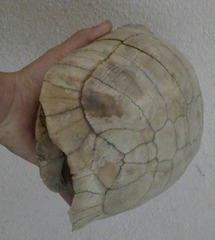 Testudo graeca buxtoni