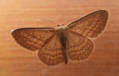 Scopula virgulata