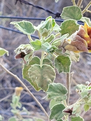 Hibiscus austrinus austrinus