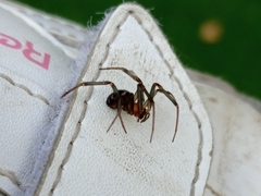 Steatoda grossa