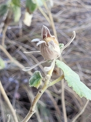 Hibiscus austrinus austrinus
