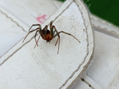 Steatoda grossa