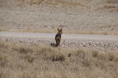 Lupulella mesomelas mesomelas