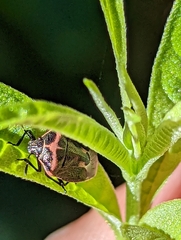 Cosmopepla lintneriana