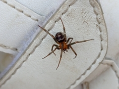 Steatoda grossa