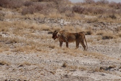 Panthera leo melanochaita