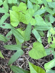 Endodeca serpentaria