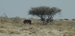 Panthera leo melanochaita