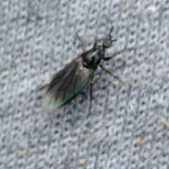 Dilophus febrilis