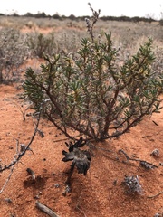 Montagnea arenaria