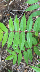 Rhus glabra