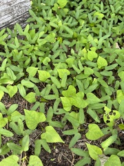 Endodeca serpentaria