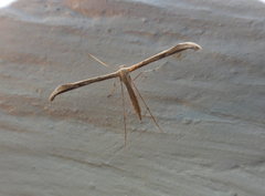 Emmelina