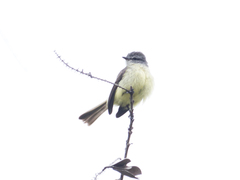 Phyllomyias griseiceps