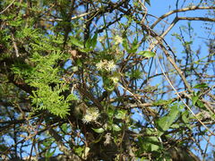 Clematis montevidensis
