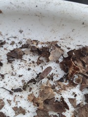 Dicranocephalus albipes