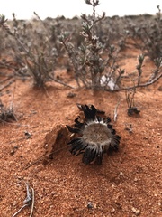 Montagnea arenaria