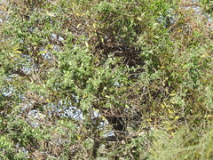 Passiflora caerulea