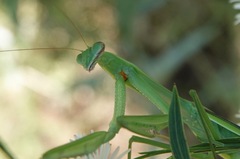 Tenodera angustipennis