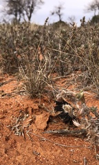 Montagnea arenaria