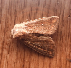 Mythimna albipuncta