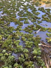 Salvinia molesta
