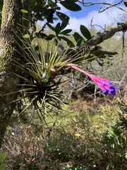 Tillandsia aeranthos