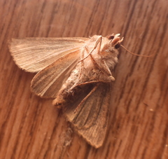 Mythimna albipuncta