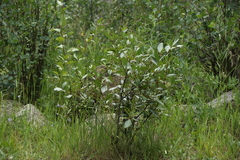 Populus angustifolia