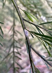 Monophlebidae