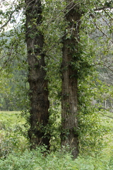 Populus angustifolia