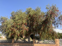 Melaleuca viminalis viminalis