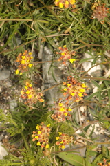 Anthyllis vulneraria