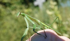 Tenodera angustipennis
