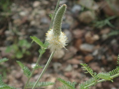 Dalea albiflora