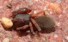 Palpimanus