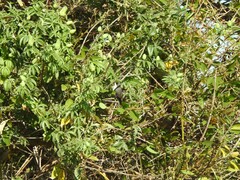 Microspingus melanoleucus