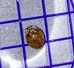 Adalia decempunctata