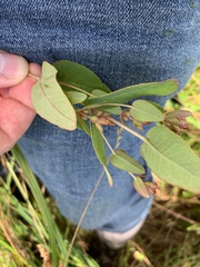 Hypericum virginicum