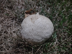 Lycoperdon utriforme