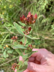 Hypericum virginicum