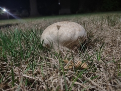 Lycoperdon utriforme