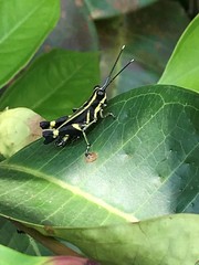Traulia azureipennis