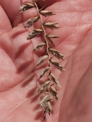 Agropyron dasyanthum