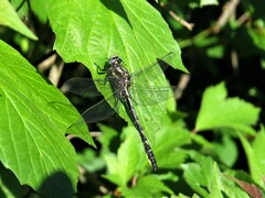 Phanogomphus borealis