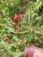 Hypericum virginicum