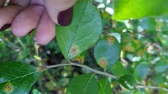 Vaccinium arboreum