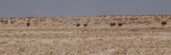 Equus quagga burchellii