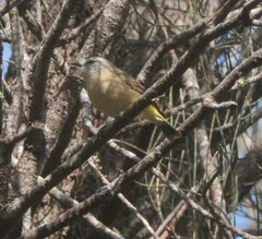 Acanthiza chrysorrhoa